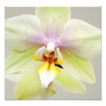 Orchid Print Photo