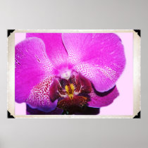 Orchid Print posters
