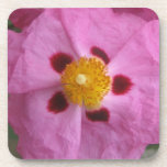 Orchid Rockrose Cork Coaster