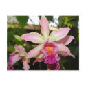 Orchid Seven Postcard