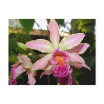 Orchid Seven Postcard by GrumpyKittenGraphics Orchid Seven Postcard