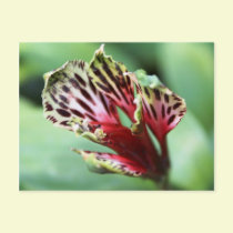 Orchid Shelf postcards