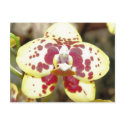 Orchid Six Postcard by GrumpyKittenGraphics Orchid Six Postcard