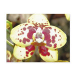 red, yellow, orchid, flower, photography
