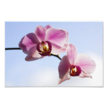 Orchid sky photo