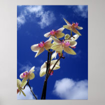 Orchid Sky Poster