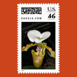 orchid, photo