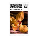 orchid stamp