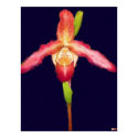 Orchid Still Life Watercolor 2 posters by alienmerchant Orchid Still Life Watercolor 2 posters