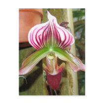 Orchid Ten Postcard by GrumpyKittenGraphics Orchid Ten Postcard