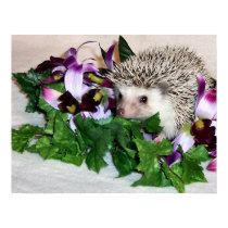 Orchid the Hedgehog posters by nannyogg Orchid the Hedgehog posters