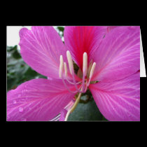 Orchid Tree Bloom cards
