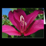Orchid Tree Blossom Card