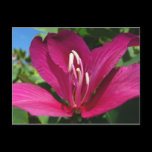 Orchid Tree Blossom Postcard