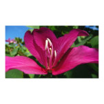 Orchid Tree Blossom Print