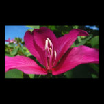 Orchid Tree Blossom Print