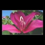 Orchid Tree Blossom Sticker