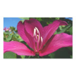 Orchid Tree Blossom Sticker