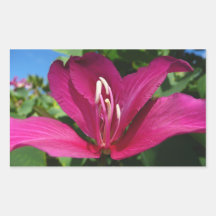 Orchid Tree Blossom Sticker