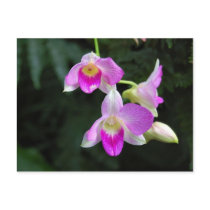 Orchid Trio Postcard