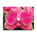 Orchid Two Postcard