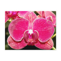 Orchid Two Postcard