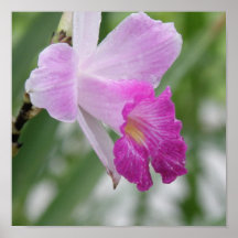 Orchid Types Poster Print