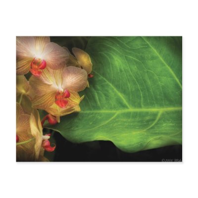 Orchid - Vanda Orchids at rest Postcards