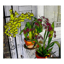 Orchid Window