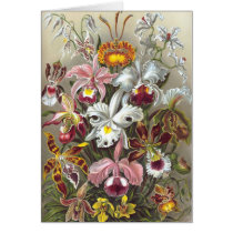Orchidae (Orchids), Ernst Haeckel cards