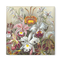Orchidae (Orchids), Ernst Haeckel magnets by vintagetreasurechest Orchidae (Orchids), Ernst Haeckel magnets