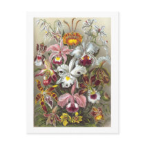 Orchidae (Orchids), Ernst Haeckel postcards