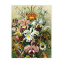Orchidae postcards