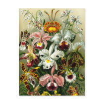 Orchidae postcards by vintage_emporium Orchidae postcards