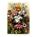 Orchideae (orchids) Poster posters