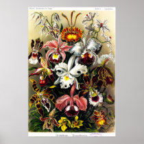 Orchideae (orchids) Poster