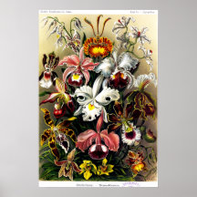 Orchideae (orchids) Poster