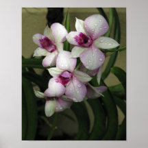 Orchideas poster