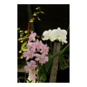 Orchids 02 posters by C00L_AC Orchids 02 posters