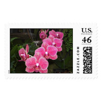 Orchids 30 postage by JLWinther Orchids 30 postage