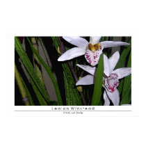 Orchids and Bamboo posters