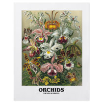 Orchids (Artforms Of Nature) flyers