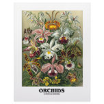 Orchids (Artforms Of Nature) Customized Letterhead