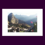 Orchids at Machu Picchu