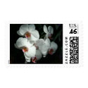 Orchids At Meijer Gardens Postage postage