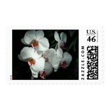 Orchids At Meijer Gardens Postage