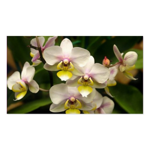 Orchids Business cards