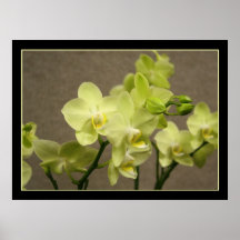 Orchids canvas print