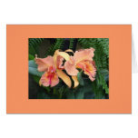 Orchids Cards