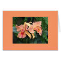 Orchids cards